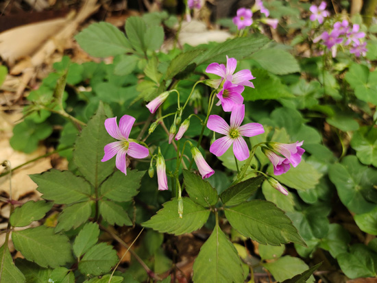 1647507304756816.jpg 100.jpg